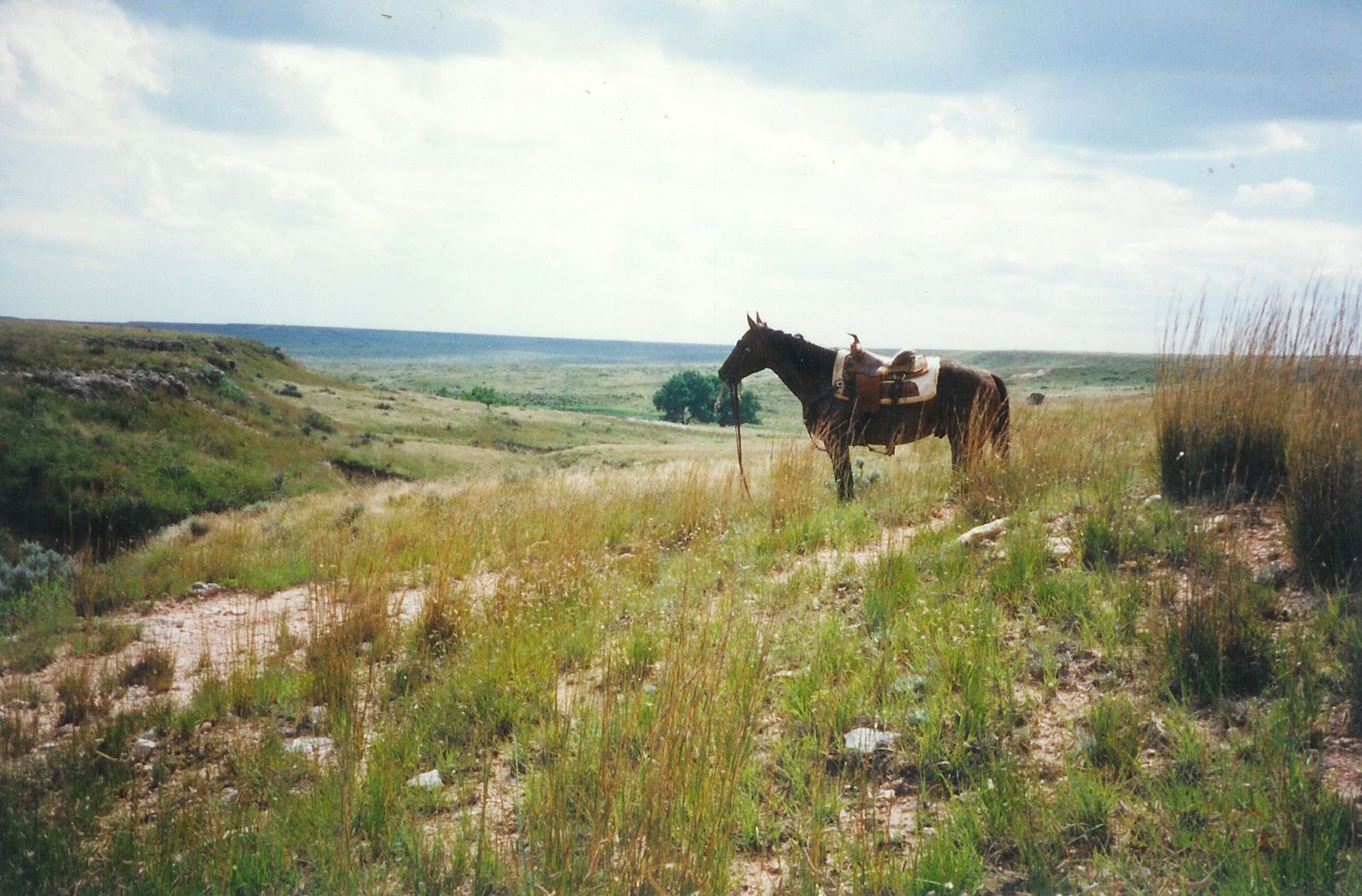 Contact Us - Barber Ranch - Hereford Cattle in Channing, Texas