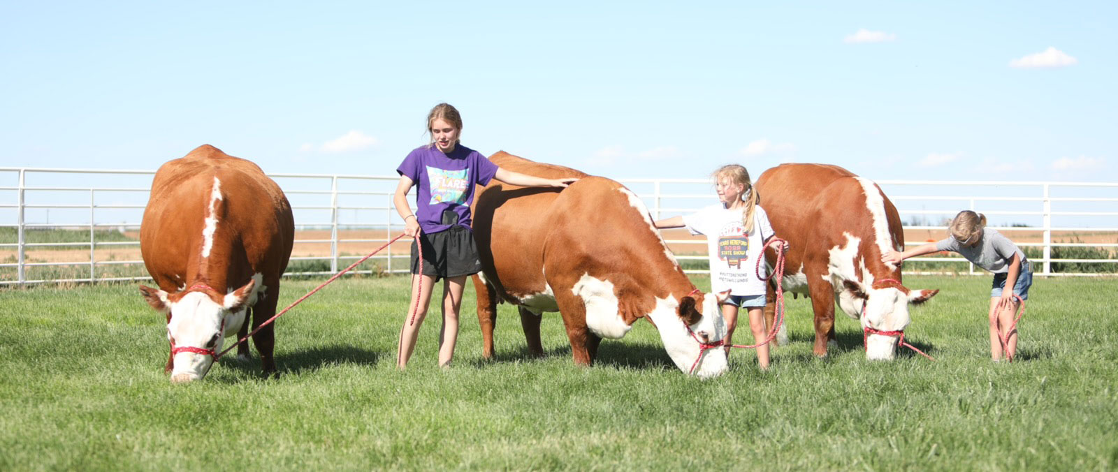 Channing Texas Ranch Cows - Barber Ranch - Hereford Cattle in Channing, Texas